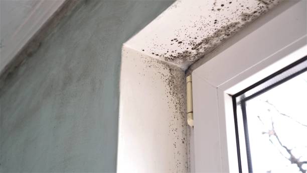 Best Commercial Mold Inspection  in East Williston, NY