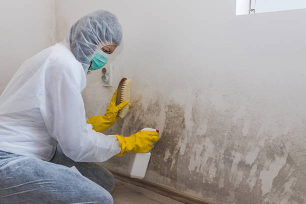 Best Crawl Space Mold Remediation  in East Williston, NY