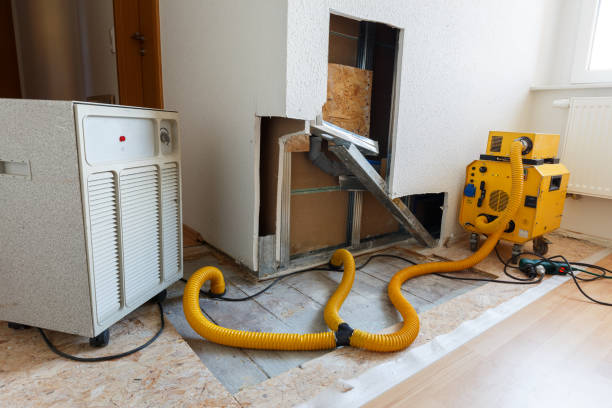 Best Mold Odor Removal Services  in East Williston, NY