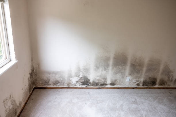 Best Mold Prevention Services  in East Williston, NY