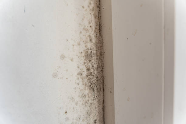 Trusted East Williston, NY Mold Removal Experts